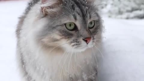 Lovely Cat in snow ☃️🐱☃️