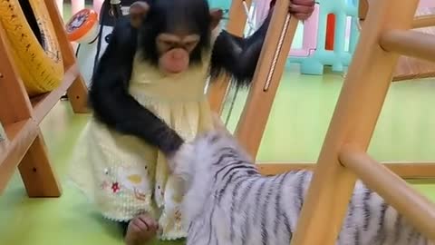 Naughty little chimp