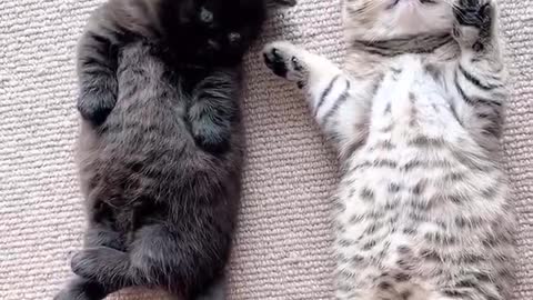 A white kitten and a black kitten