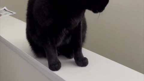 Adopting a Cat from a Shelter Vlog - Piper Perched on Ledge of Stairs #shorts