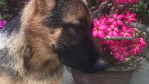 dogs and flowers