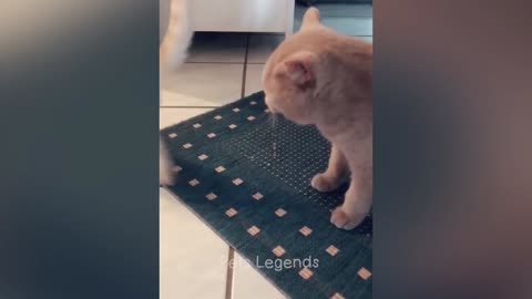 Funny pets video 😄