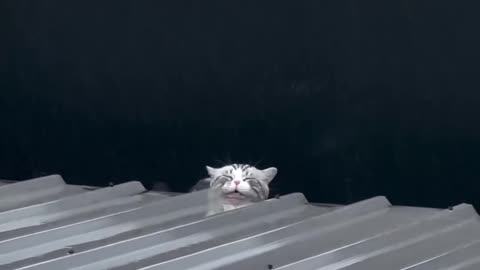 Sad cat quenching his thirst on a rainy day 🌧️ 😿