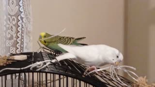 Budgies, String & Strings