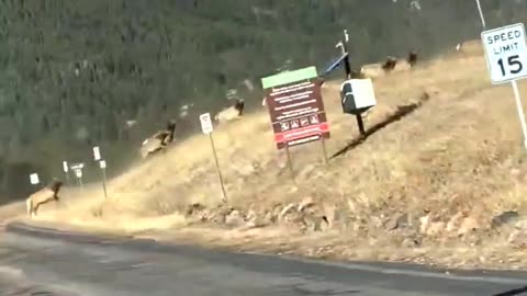 Son Spots Elk Stampede