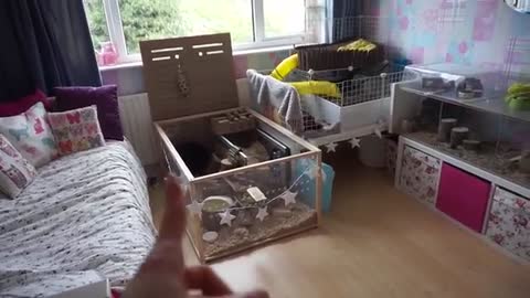 hamster house tour