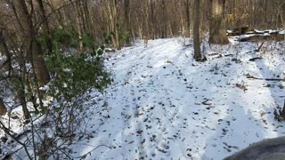 Riding horses in snow with Great Danes and Terrier