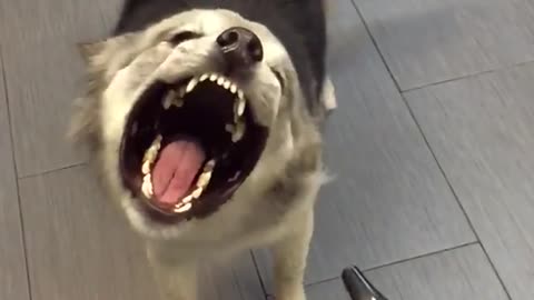 Grey wolf dog has vacuum blown into mouth slow mo