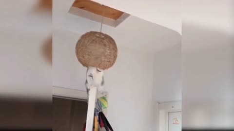 Cat stuck at sphere Chandelier funny to watch