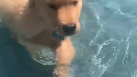 Funny dog loves to swimm