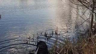 Bernese Mountain Dog puppy wants to play with ducks