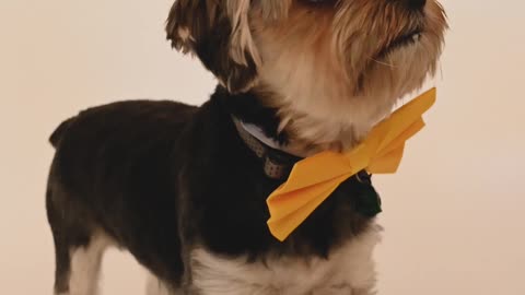 Dog with Yellow Bow Tie