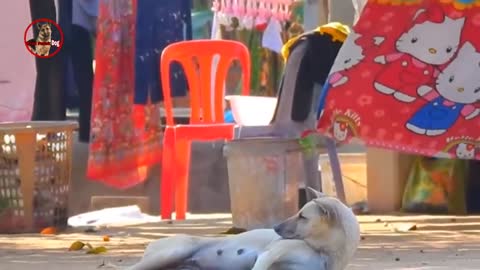 Troll Prank Dog,Fake Snake Vs Monkeys and Big Fake Lion Dog Prank Must Watch Funny Video - Troll Dog