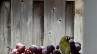 Backyard Birds Japanese White Eye or Mejiro