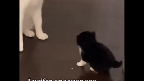 Cut Funny pets