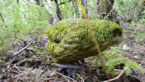 Kakapo parrot - parrot species (11)