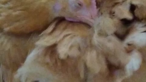 Chicken Warms Herself as Dog Steals Her Food