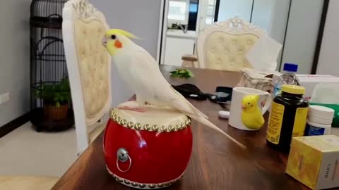 cockatiel is most happy while drumming contentbible