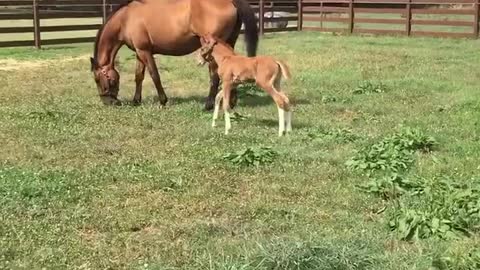 Foal playing hide and seek, hiding from mare.