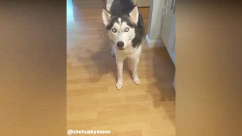 The MOST Impatient Husky EVER 🤣