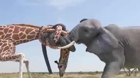 Giraff🦒 and 🐘Elephant fight for water