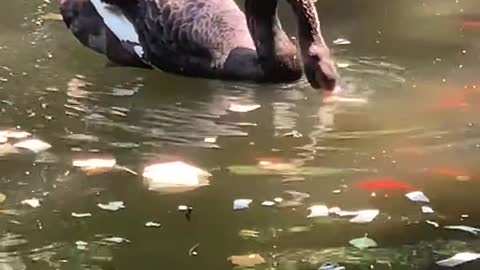 Elegant black goose