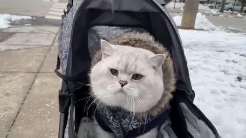 Meowing british shorthair cat Apollo goes for a walk in Chicago