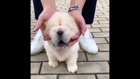 Cute Chow Chow Videos