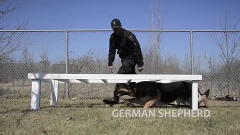 Extreme Trained and Disciplined Dogs