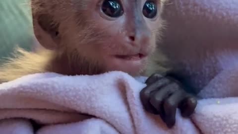 Baby monkey rescue