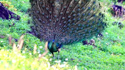 Wild green peacock