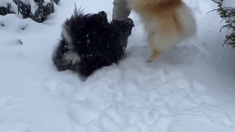 Child playing with dogs