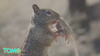 Herbivores Eating Meat