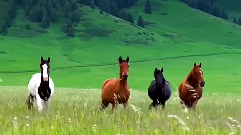 Beautiful Horse and nature