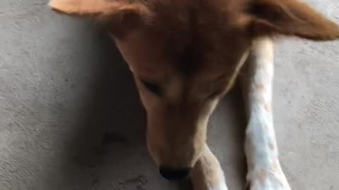 Dog eats cake.