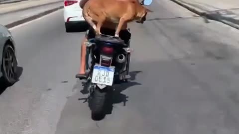 Dog Mastering Bike Riding