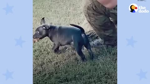 Pittie Patiently Waits By The Fence Each Morning To Greet His Neighbors