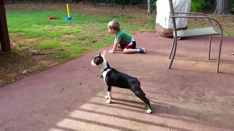 Try not to laugh dog funnest video