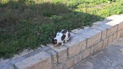 Cute street cat. Relaxing video