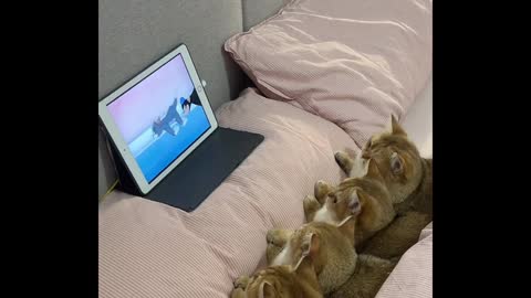 Funny animals cats Watch cartoons with cats