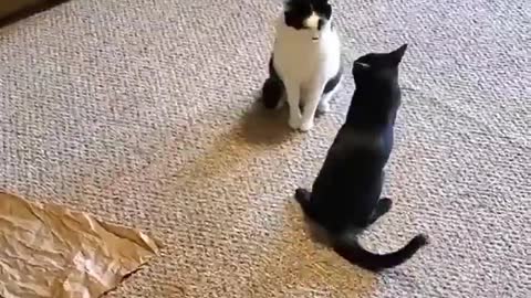 Cats best fighting video 2021 try not to laugh😂