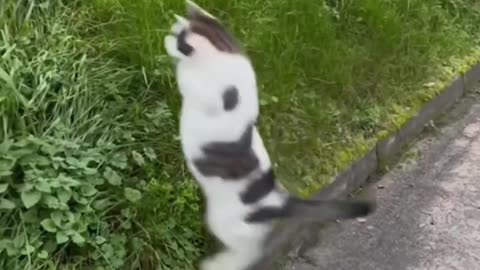 Funny and cute cat video