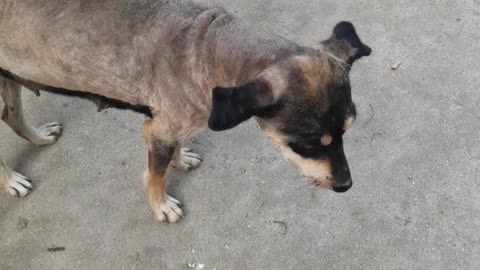 Dogs are waiting for their owners to go home on the roadside every day; man's best friend