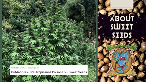 23 Best Sweet Seeds Strains: Seed Buyers' Guide