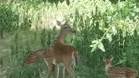 Momma deer out with her babies