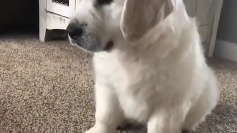 Cachorro tan linda reaccionando a ruidos aullantes