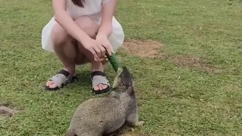 Cute Wild animal bobak marmot or prairie dog 45