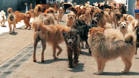 Sad dogs in shelter waiting to be rescued and adopted to new home. Shelter for animals concept