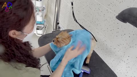 Process of Furry Puppy Becoming Teddy Bear. Korean Dog Beautician