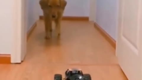 REMOTE CONTROL CAR VS DOG! 😂... // Try not to laugh 😂